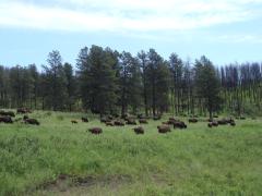 Custer State Park: 