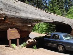 Tunnel Log (Sequoia National Park): A car driving through Tunnel Log