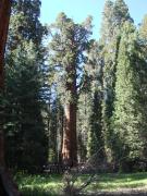 General Sherman Tree (Sequoia National Park): 