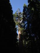 General Grant Tree (Sequoia National Park): 