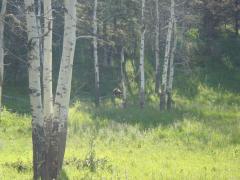Yellowstone National Park: Small bear running through the forest
