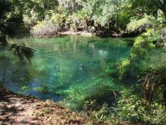 Blue Spring State Park: Divers in the Blue Spring, one of the biggest springs in Florida.