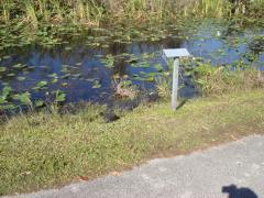 Shark Valley (Everglades National Park): My first wild alligator.