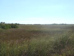 Shark Valley (Everglades National Park): Everglades: a sea of grass.
