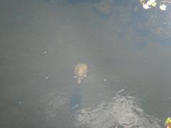 Shark Valley (Everglades National Park): A snapping turtle.