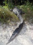 Loop Road (Everglades National Park): I didn't dare to touch the tail ...