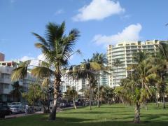 Miami Beach: Palms next to Ocean Drive.