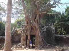 : A fig tree covers the temple