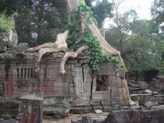 Tree's roots crush the temple