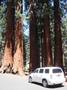 Tunnel Log (Sequoia National Park): 