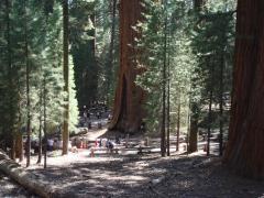 General Sherman Tree: the largest tree on earth (by volume)