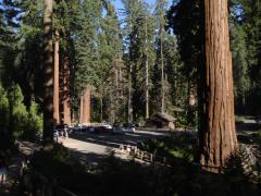 General Grant Tree (Sequoia National Park): 