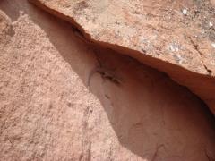 Arches National Park: Too hot even for little lizard