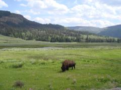 Yellowstone National Park: A bison right after entering Yellowstone National Park from the Northeast entrance