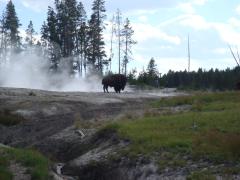 Yellowstone National Park: Up close to another bison