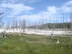 Yellowstone National Park: Dead trees