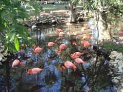 Homosassa Springs Wildlife State (Homosassa Springs): Yes, these flamingos were not artificially painted.