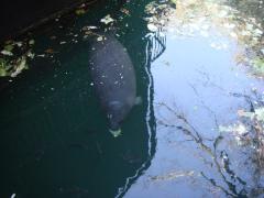 Homosassa Springs Wildlife State (Homosassa Springs): Twice my size, six times my weight.