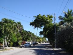 Key West: One of the nice roads in Key West. Actually not far from downtown.