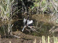 Shark Valley (Everglades National Park): An Anhinga bird in the morning sun.